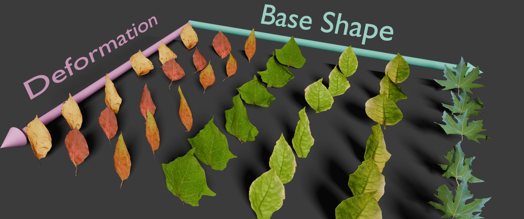 NeuraLeaf: Neural parametric leaf models with shape and