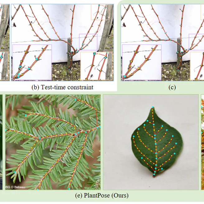 PlantPose: Universal plant skeleton estimation via tree-constrained graph generation